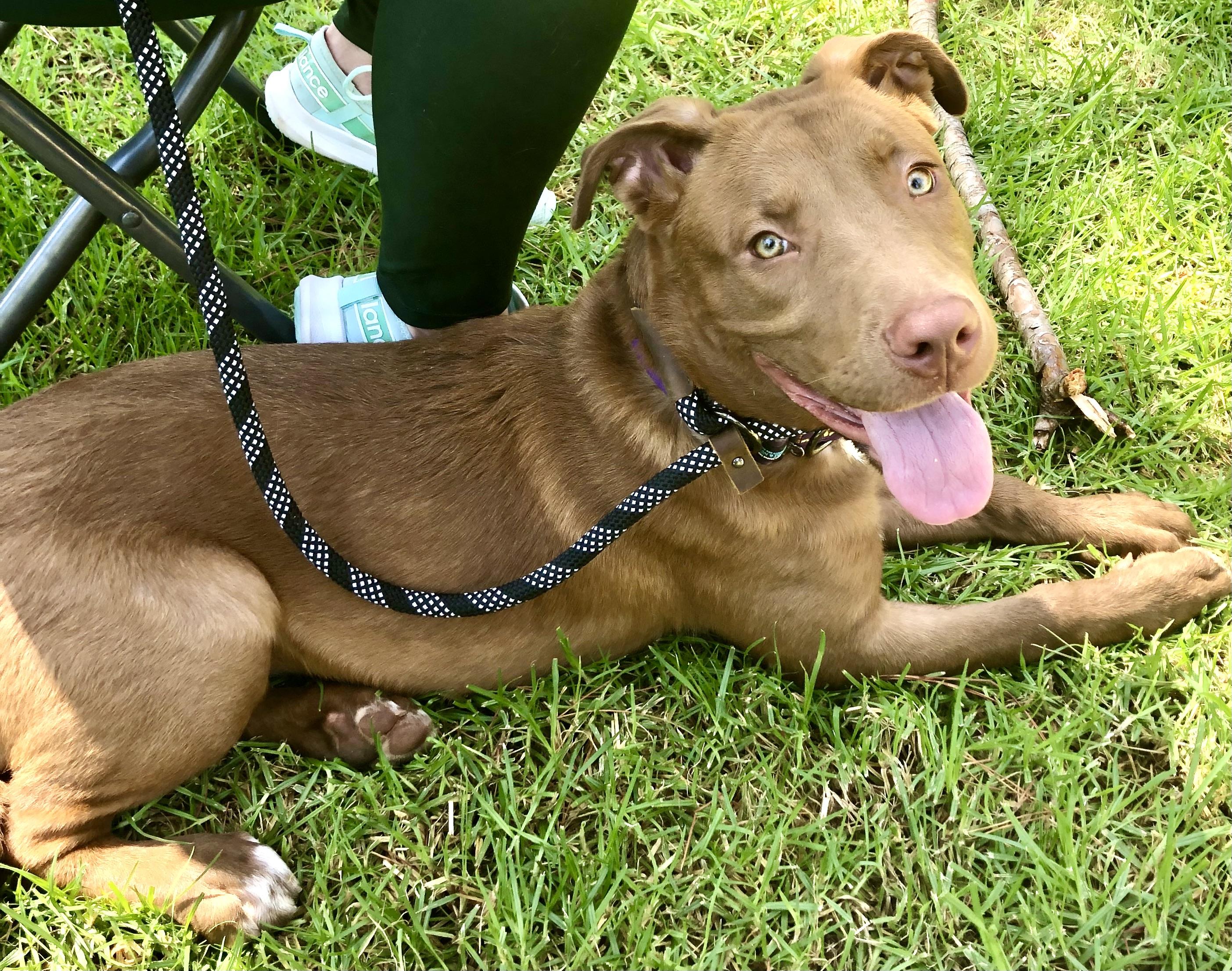 Enlarge MATILDA, an adopted mixed breed in Thousand Oaks, CA image 5/6