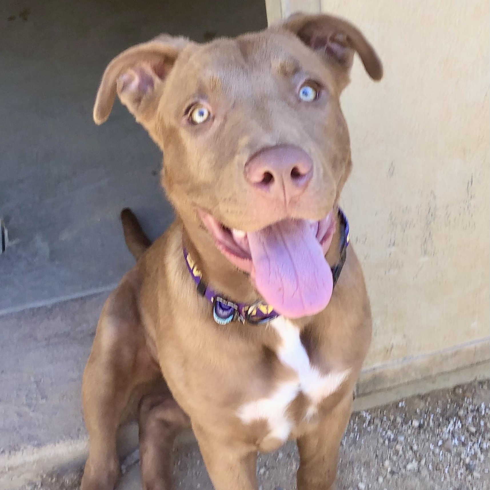 Enlarge MATILDA, an adopted mixed breed in Thousand Oaks, CA image 3/6