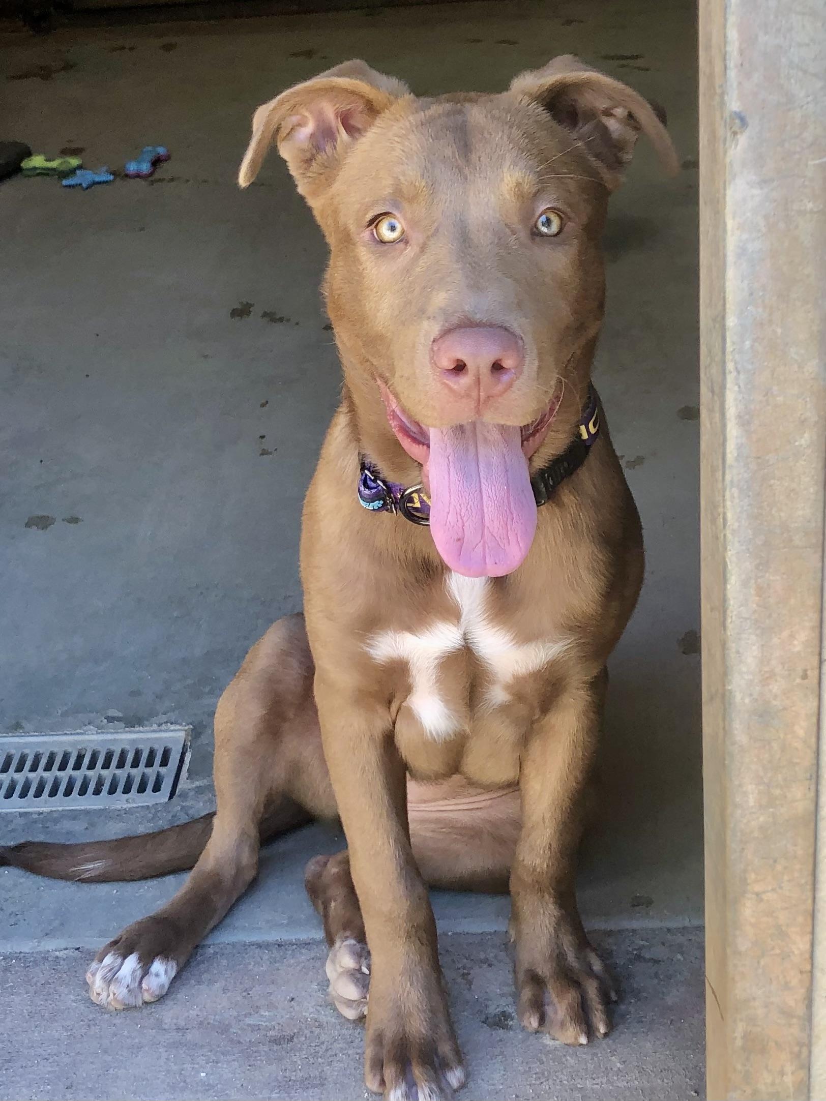 Enlarge MATILDA, an adopted mixed breed in Thousand Oaks, CA image 6/6