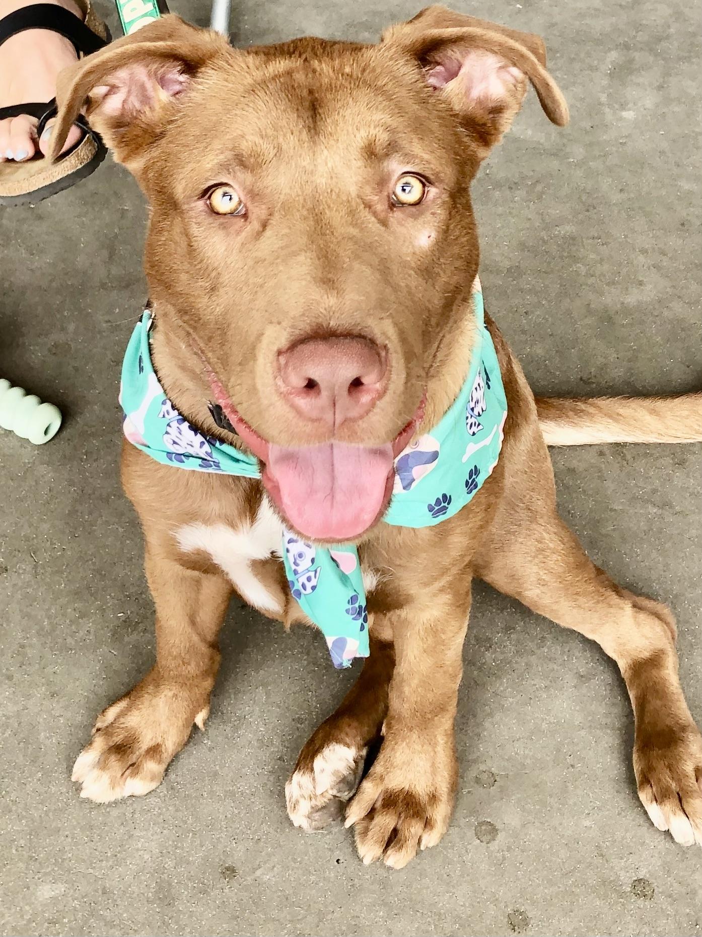 Enlarge MATILDA, an adopted mixed breed in Thousand Oaks, CA image 4/6