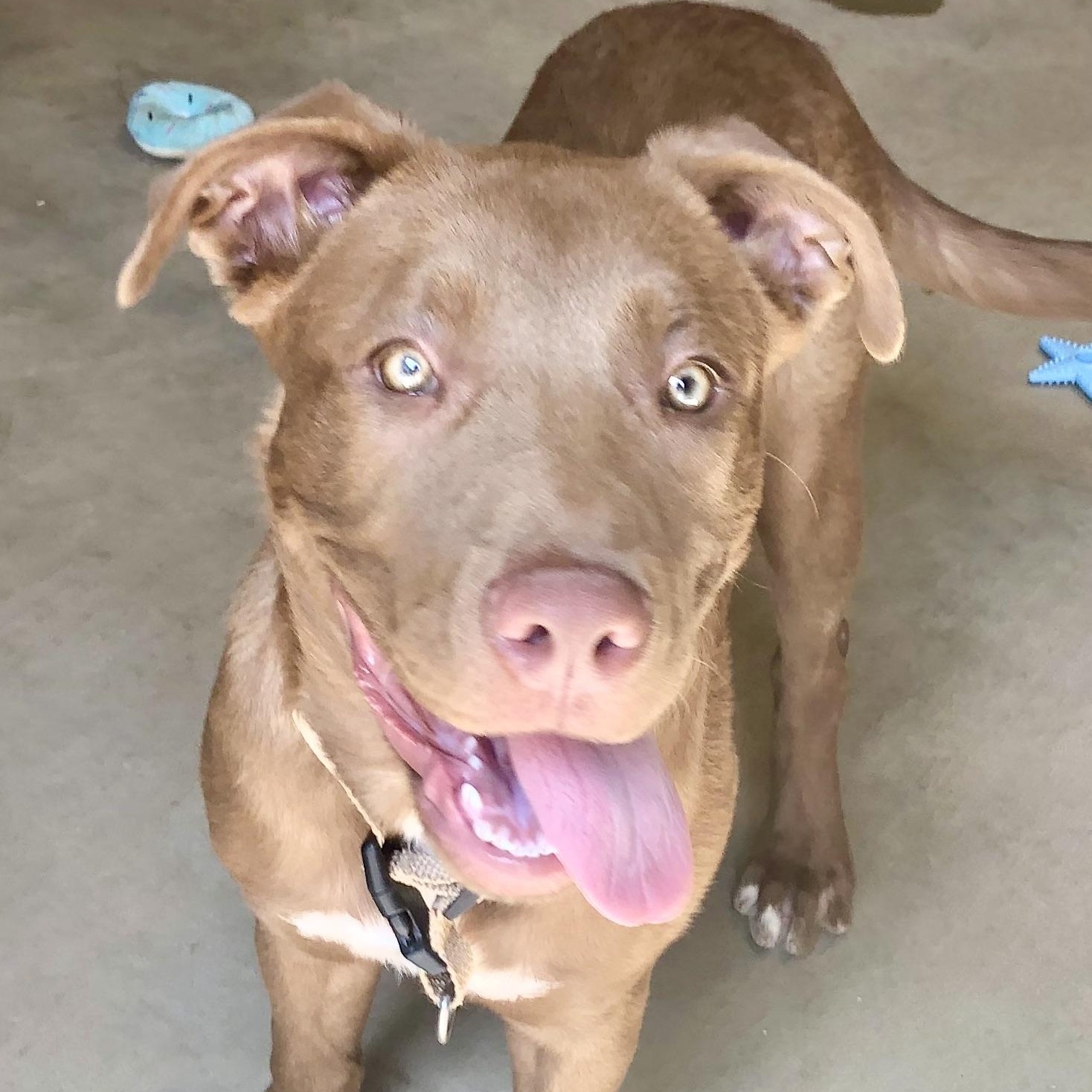 MATILDA, adopted, Young Female Labrador Retriever & Pit Bull Terrier.