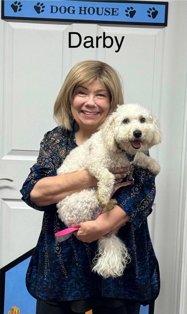 Darby, a Adopted Bichon Frise in Crossville, TN image 2/3