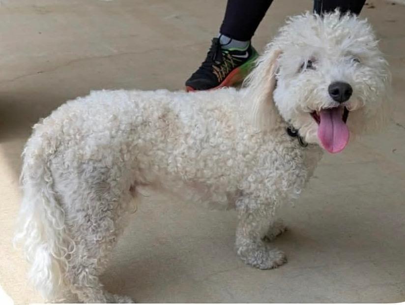 Darby, a Adopted Bichon Frise in Crossville, TN image 3/3