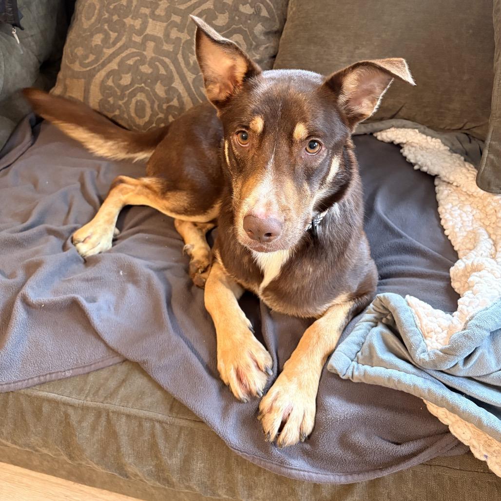 Callie-(Adoption Fee SPONSORED!) In Foster, Adoptable, Adult Female Mixed Breed.