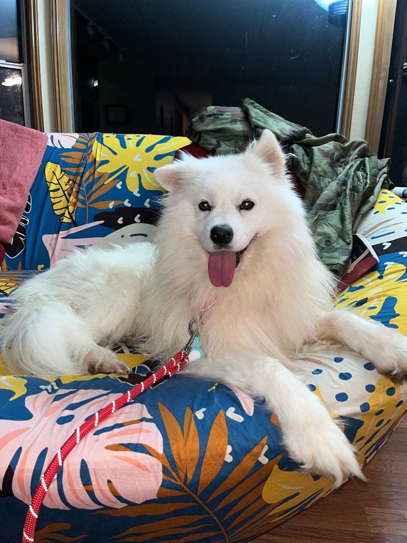 Marco, Adopted, Young Male Samoyed.