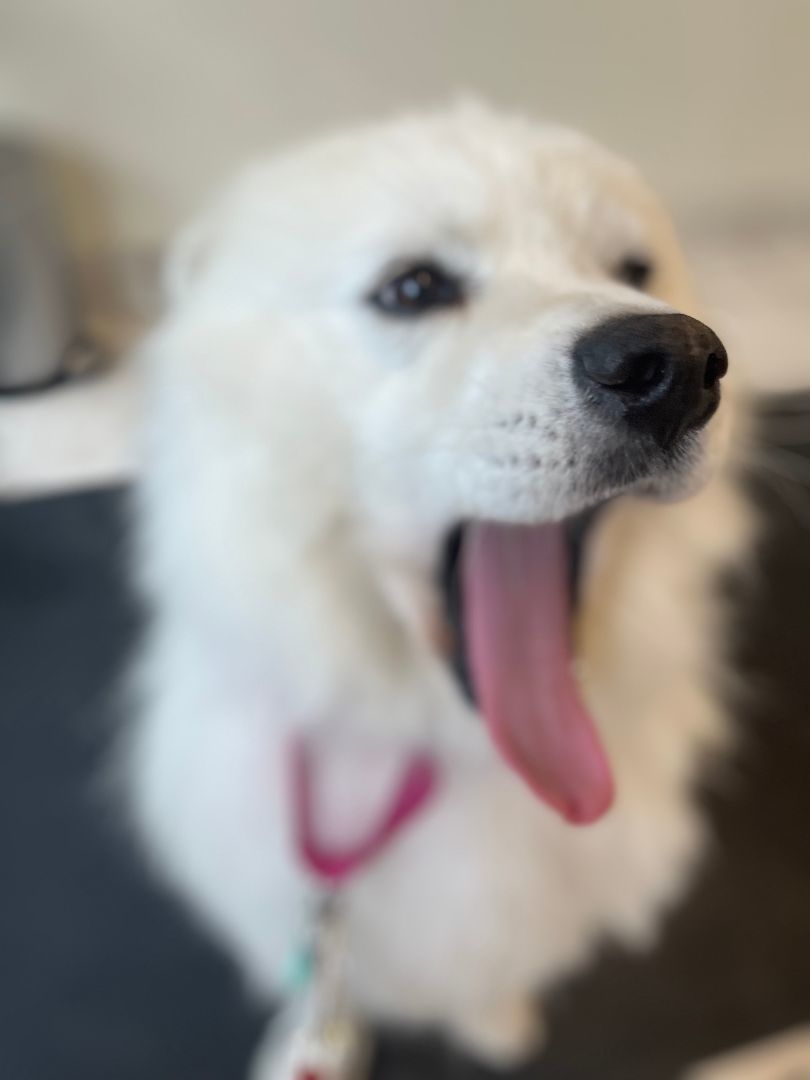 Marco, a Adopted Samoyed in Oceanside, CA image 2/13