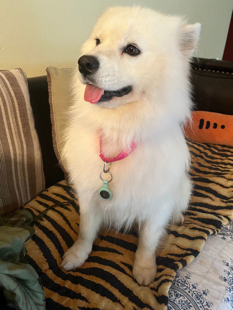 Marco, a Adopted Samoyed in Oceanside, CA image 3/13
