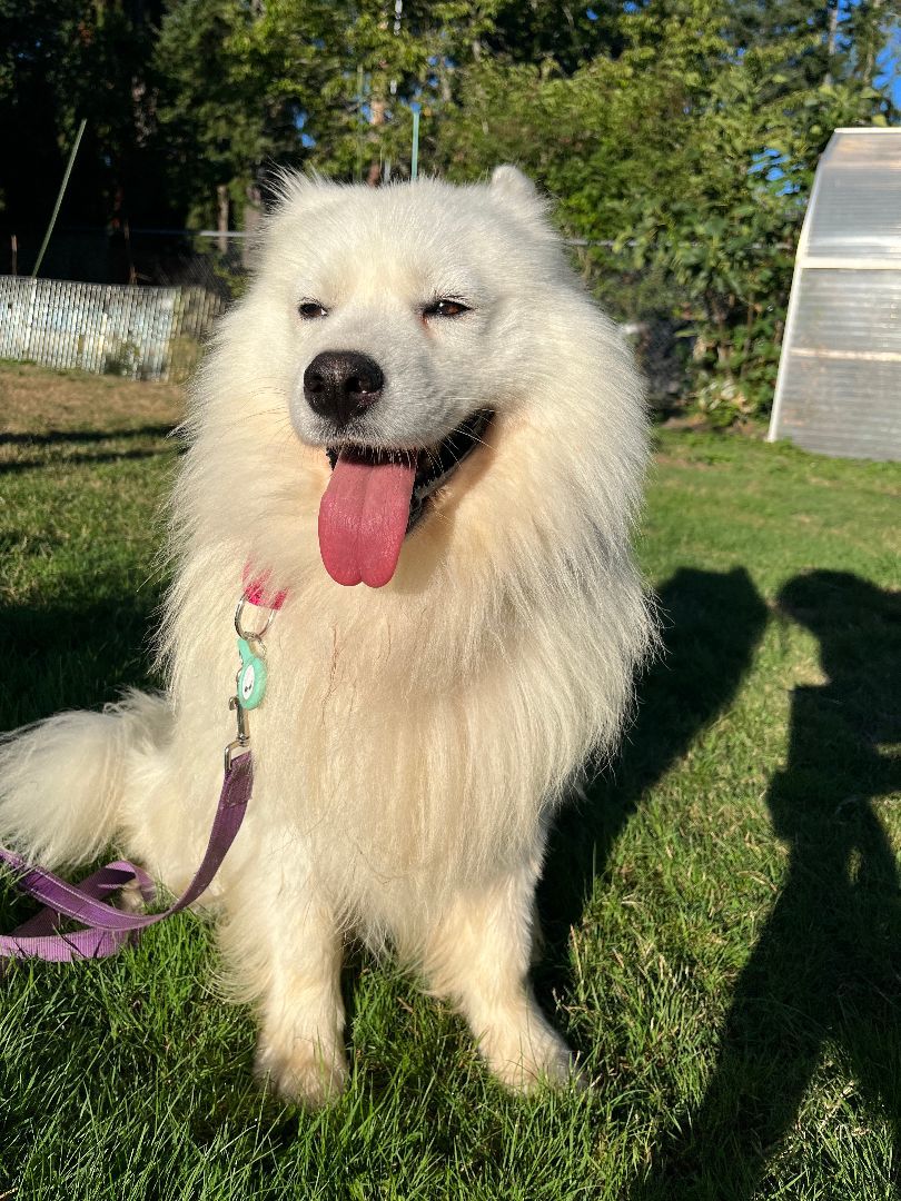 Marco, a Adopted Samoyed in Oceanside, CA image 4/13