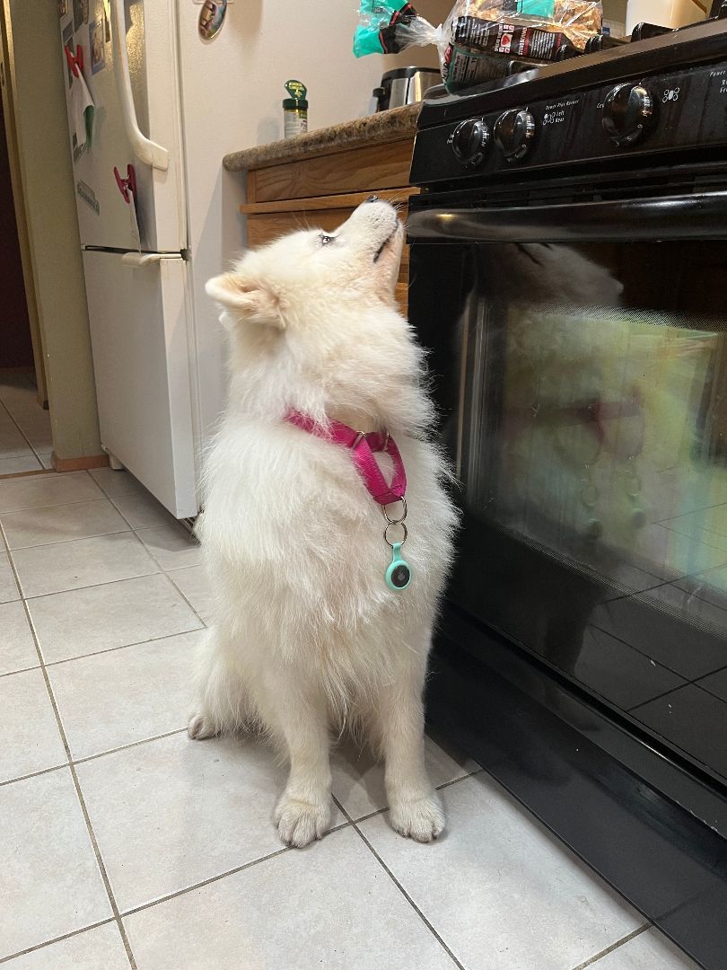Marco, a Adopted Samoyed in Oceanside, CA image 5/13