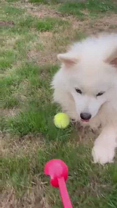 Enlarge Marco, a Adopted Samoyed in Oceanside, CA video 12/13