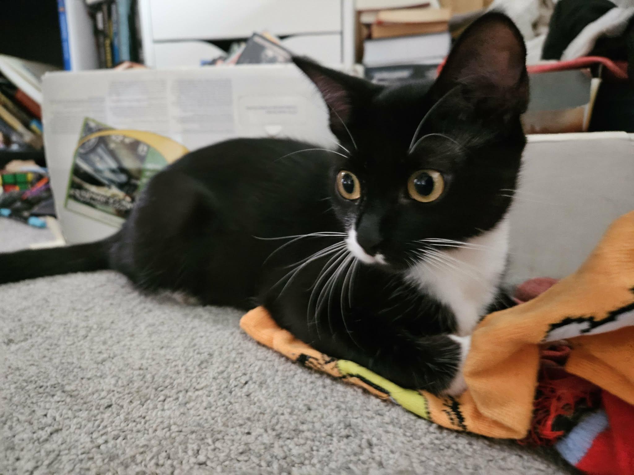 Ora, adoptable, Kitten Female Domestic Short Hair & Tuxedo.