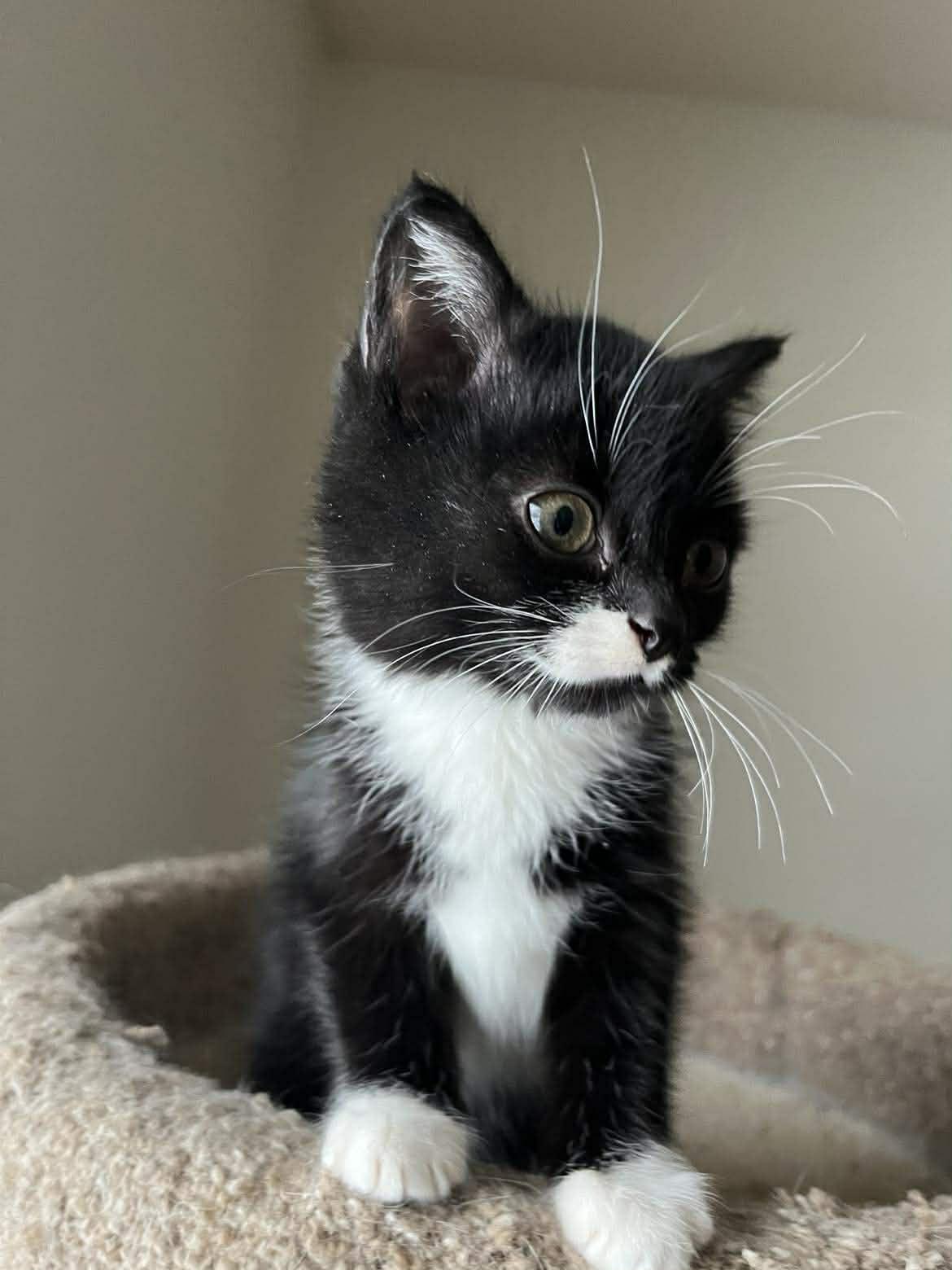 Ora, Adoptable, Kitten Female Domestic Short Hair & Tuxedo.