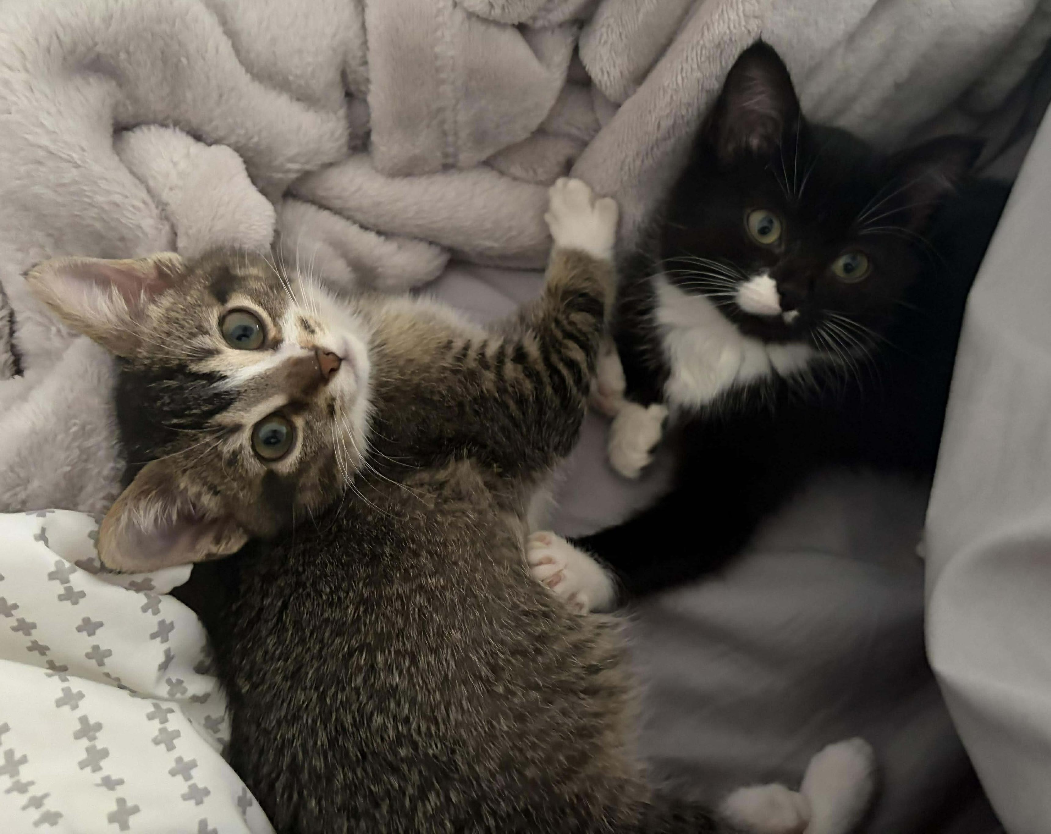 Enlarge Ora, a Adoptable mixed breed in Chicago, IL image 2/6