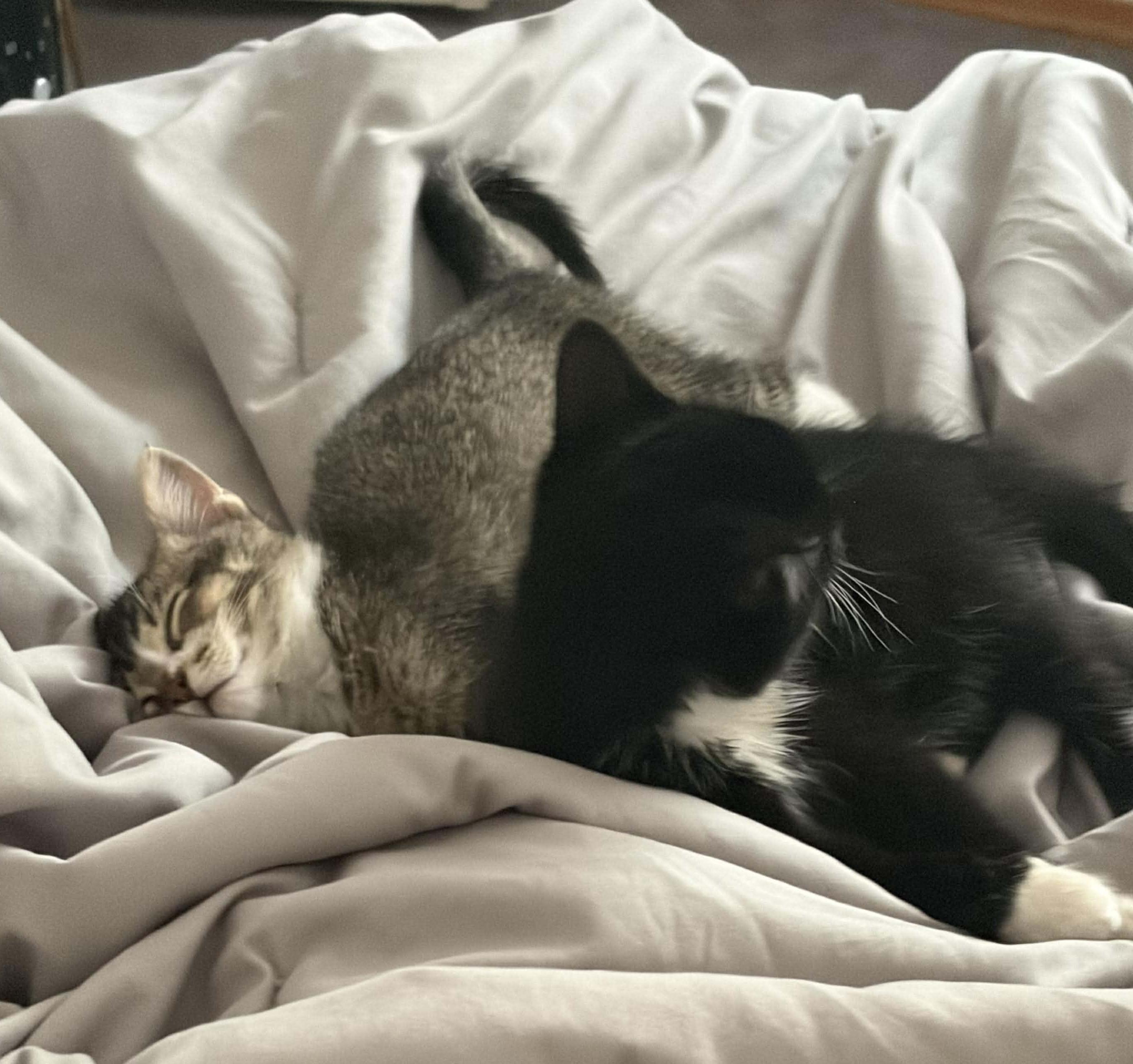 Enlarge Ora, a Adoptable mixed breed in Chicago, IL image 6/6