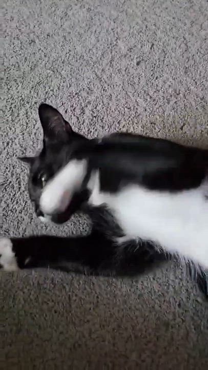 Enlarge Ora, an adoptable mixed breed in Chicago, IL video 5/6