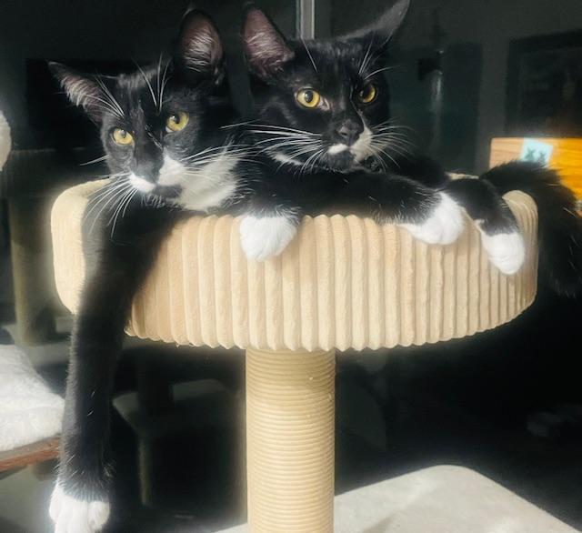 Enlarge Jack & Jazzy, a ADOPTABLE Domestic Short Hair in Sherman Oaks, CA image 1/5