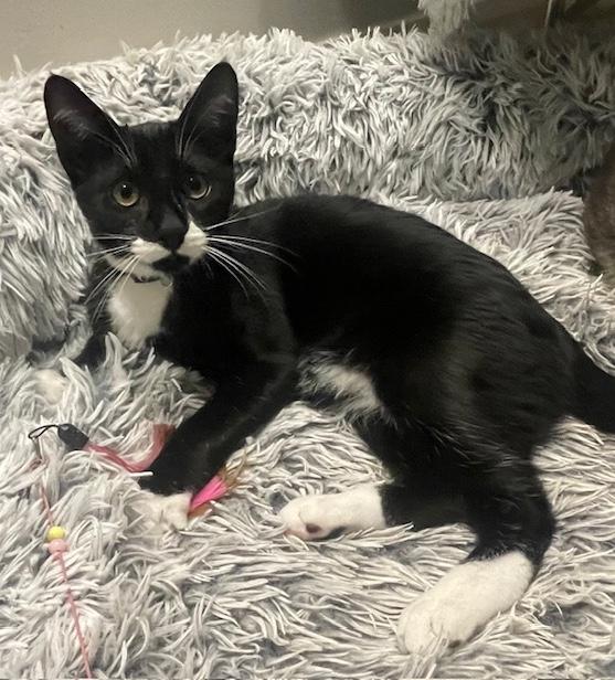 Enlarge Jack & Jazzy, a ADOPTABLE Domestic Short Hair in Sherman Oaks, CA image 5/5