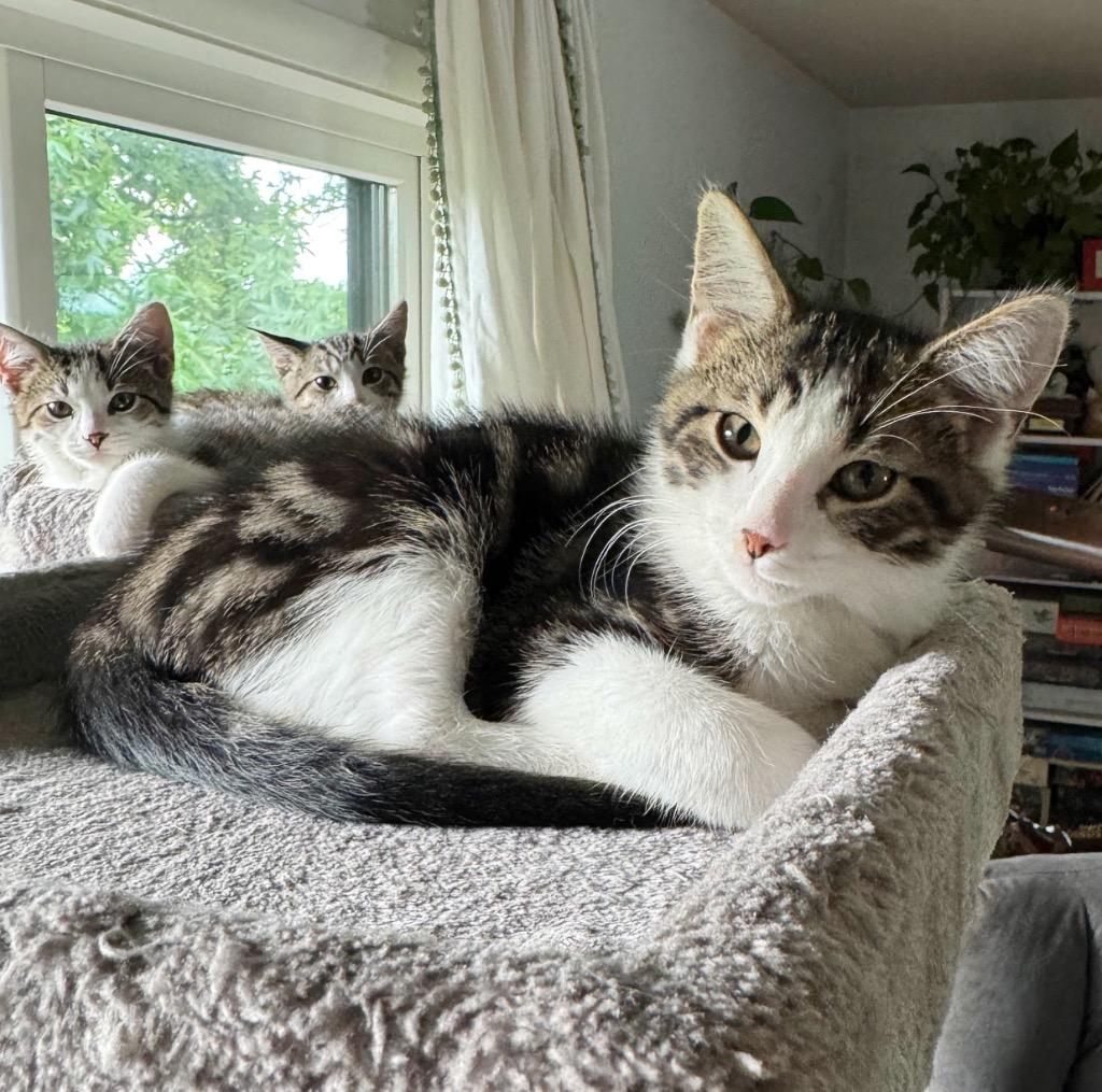 Crash Bandicoot, Adoptable, Young Male Domestic Short Hair.