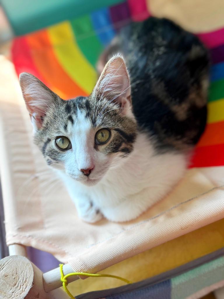 Enlarge Crash Bandicoot, a Adoptable mixed breed in Effingham, IL image 2/6