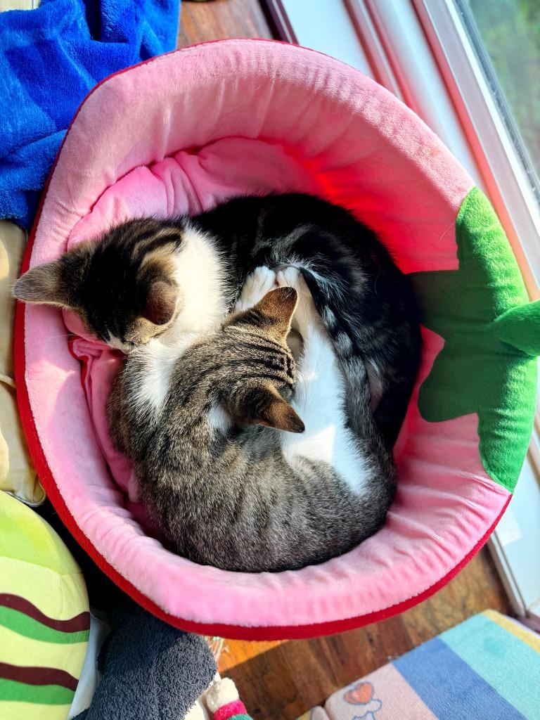 Enlarge Crash Bandicoot, a Adoptable mixed breed in Effingham, IL image 3/6