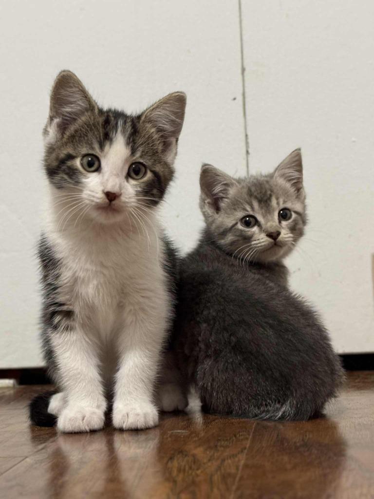 Enlarge Crash Bandicoot, a Adoptable mixed breed image 5/6