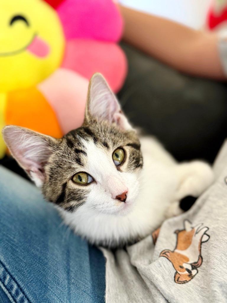 Enlarge Crash Bandicoot, a Adoptable mixed breed in Effingham, IL image 6/6