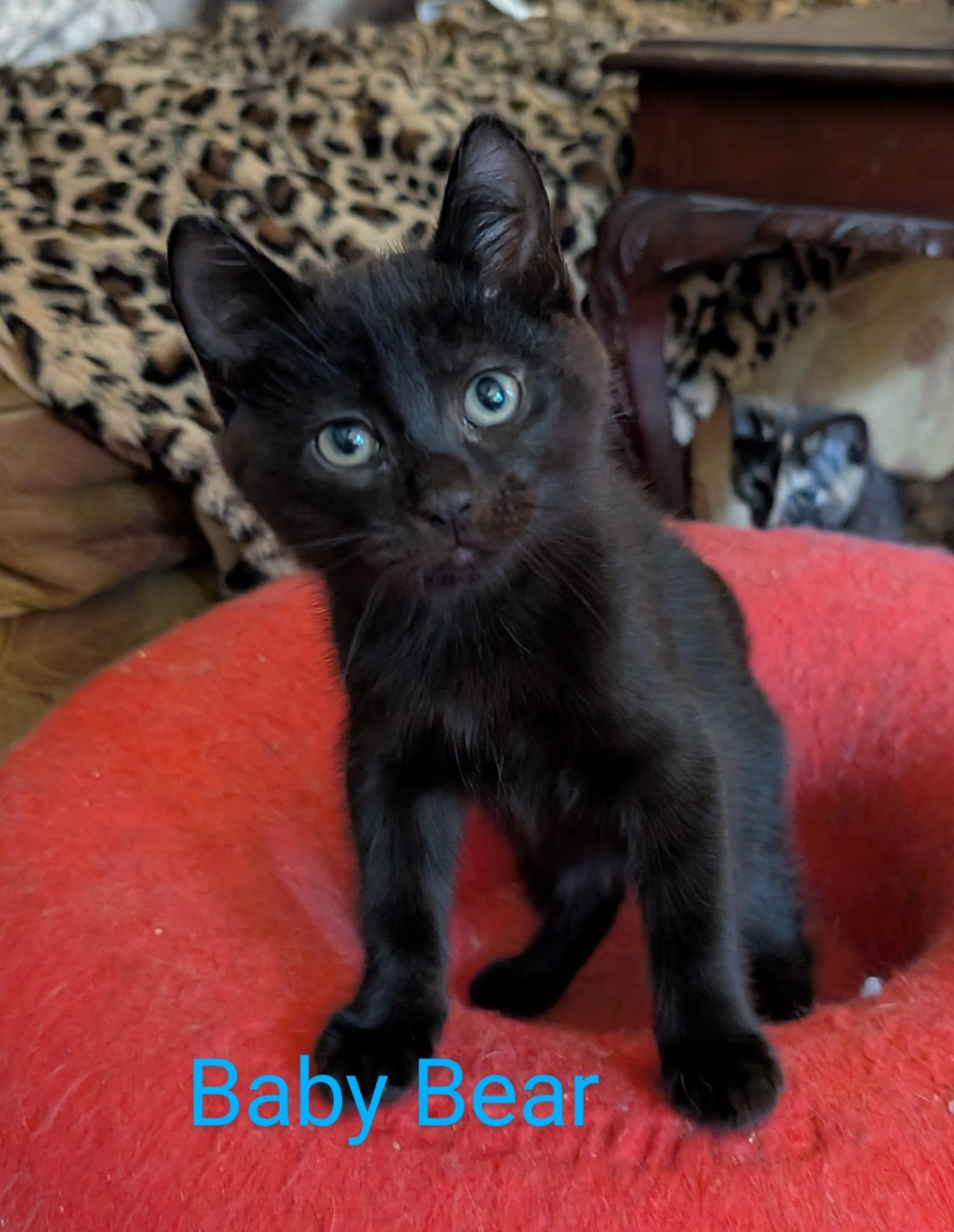 Baby Bear (Tiff-Fostered in CT), Baby Male unknown