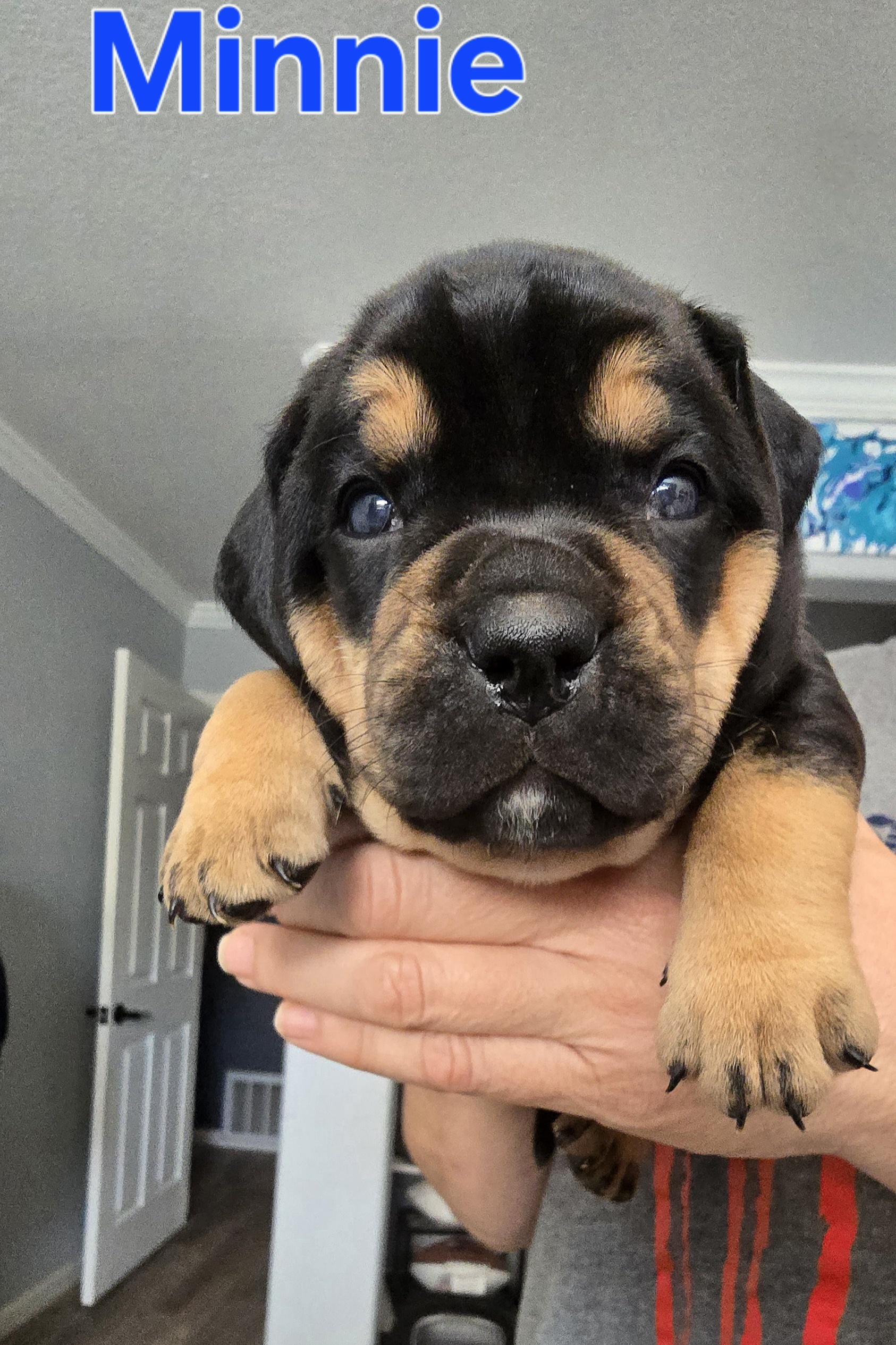 Enlarge Minnie, a Adoptable English Bulldog in Woodland, CA image 1/1