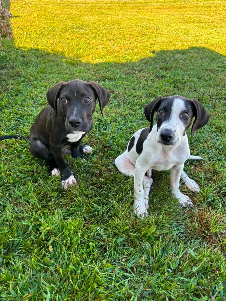 Theodore, Adoptable, Puppy Male Mixed Breed.