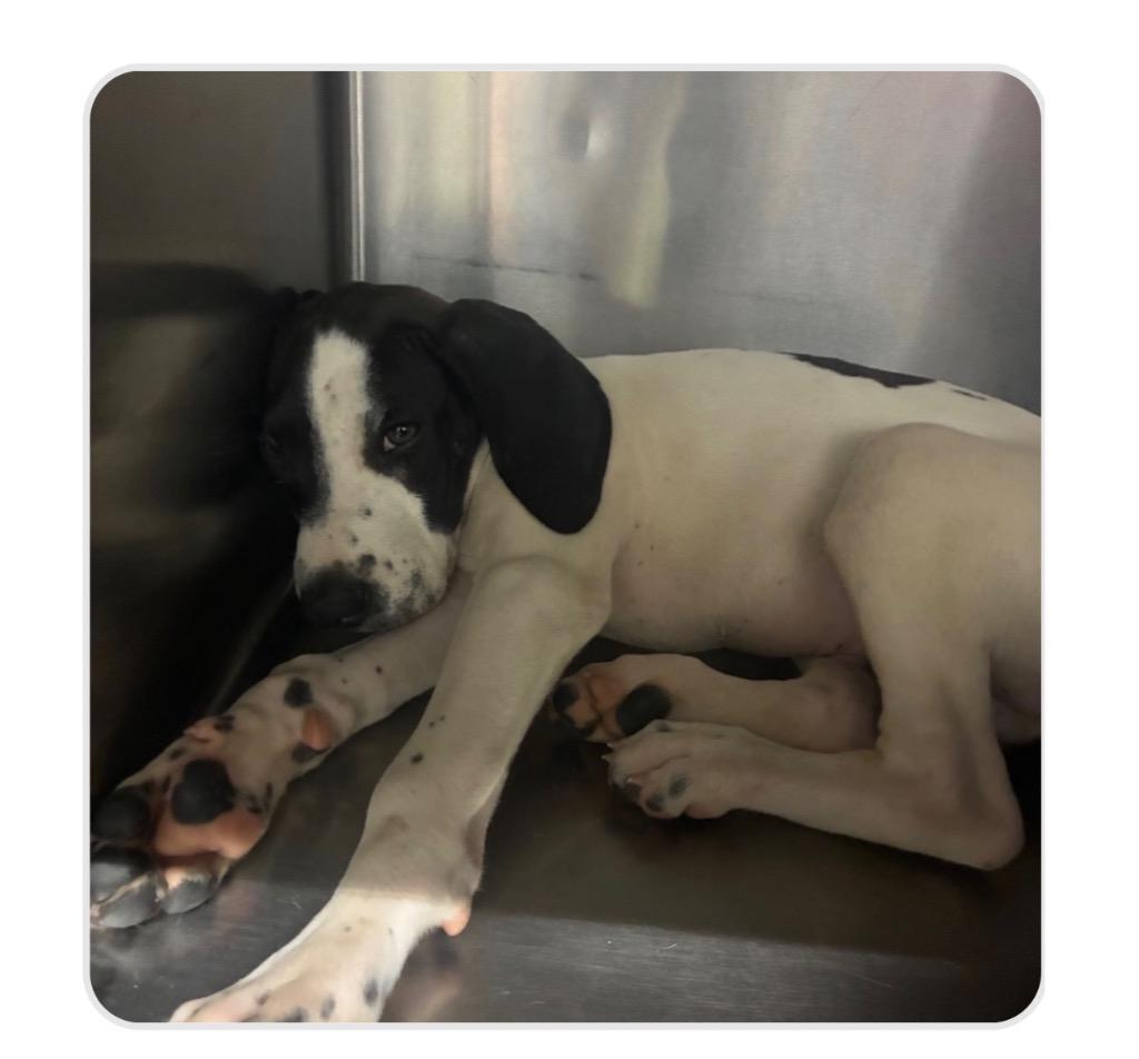 Theodore, a Adoptable mixed breed in Murray, KY image 2/6