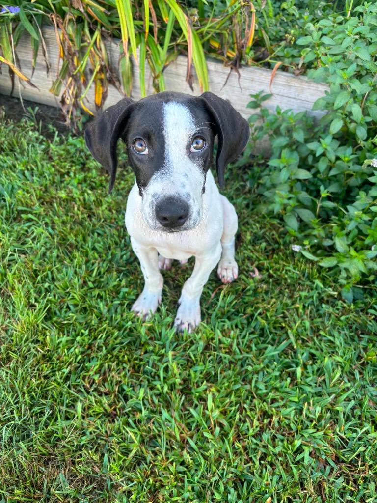 Theodore, a Adoptable mixed breed in Murray, KY image 3/6