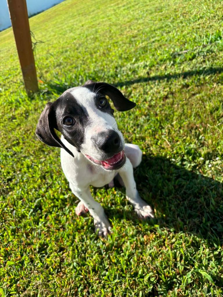 Theodore, a Adoptable mixed breed in Murray, KY image 4/6