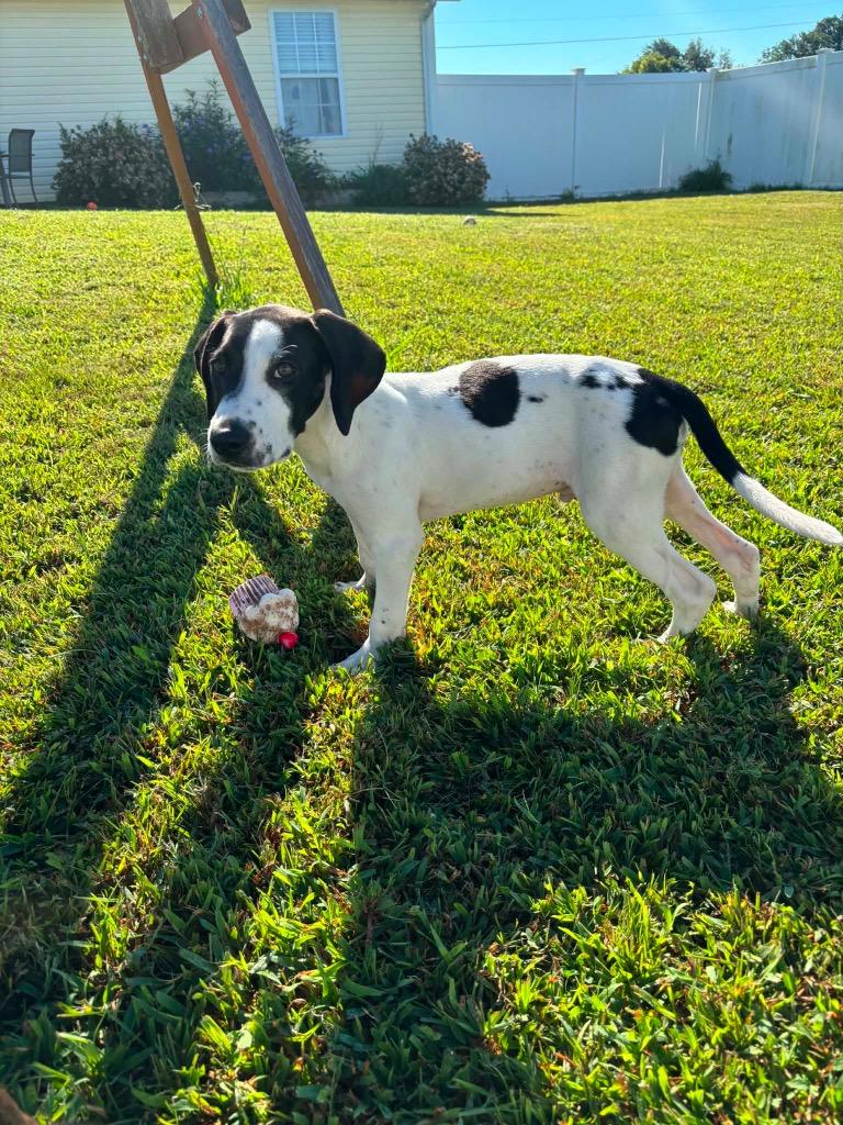 Theodore, a Adoptable mixed breed in Murray, KY image 5/6