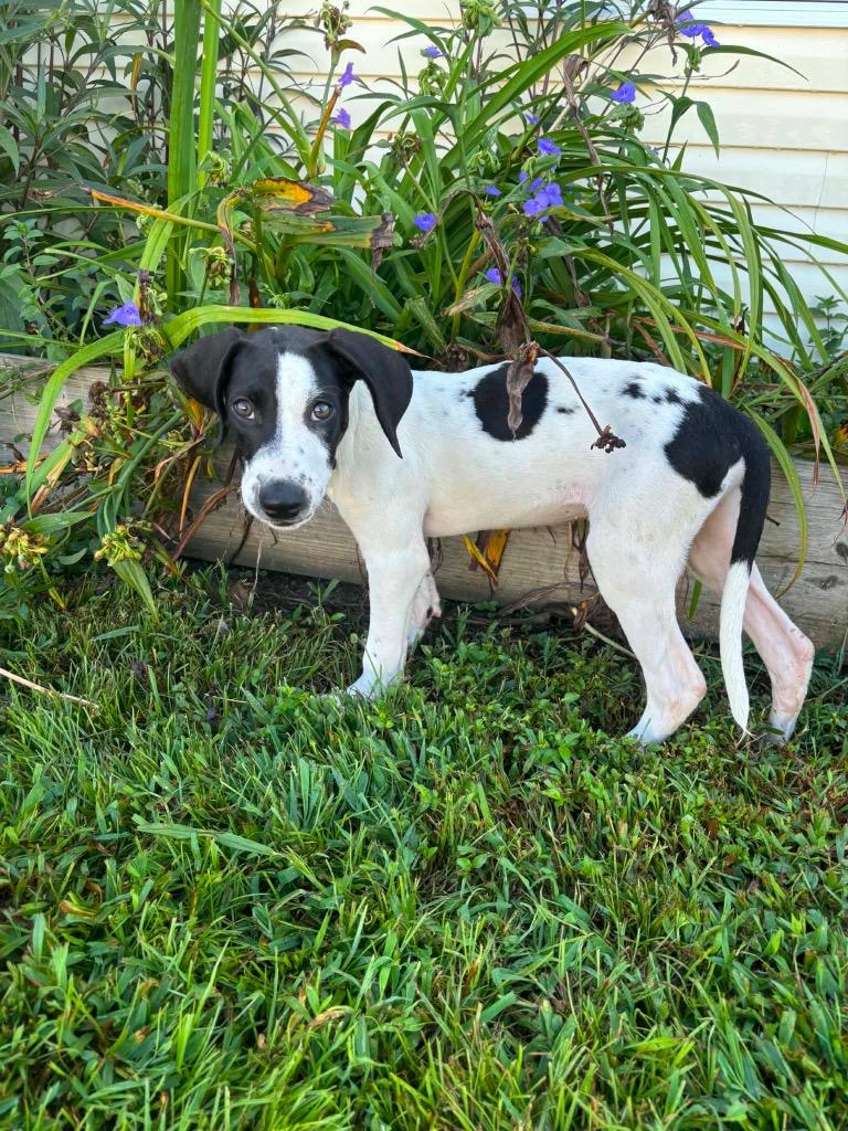Theodore, a Adoptable mixed breed in Murray, KY image 6/6