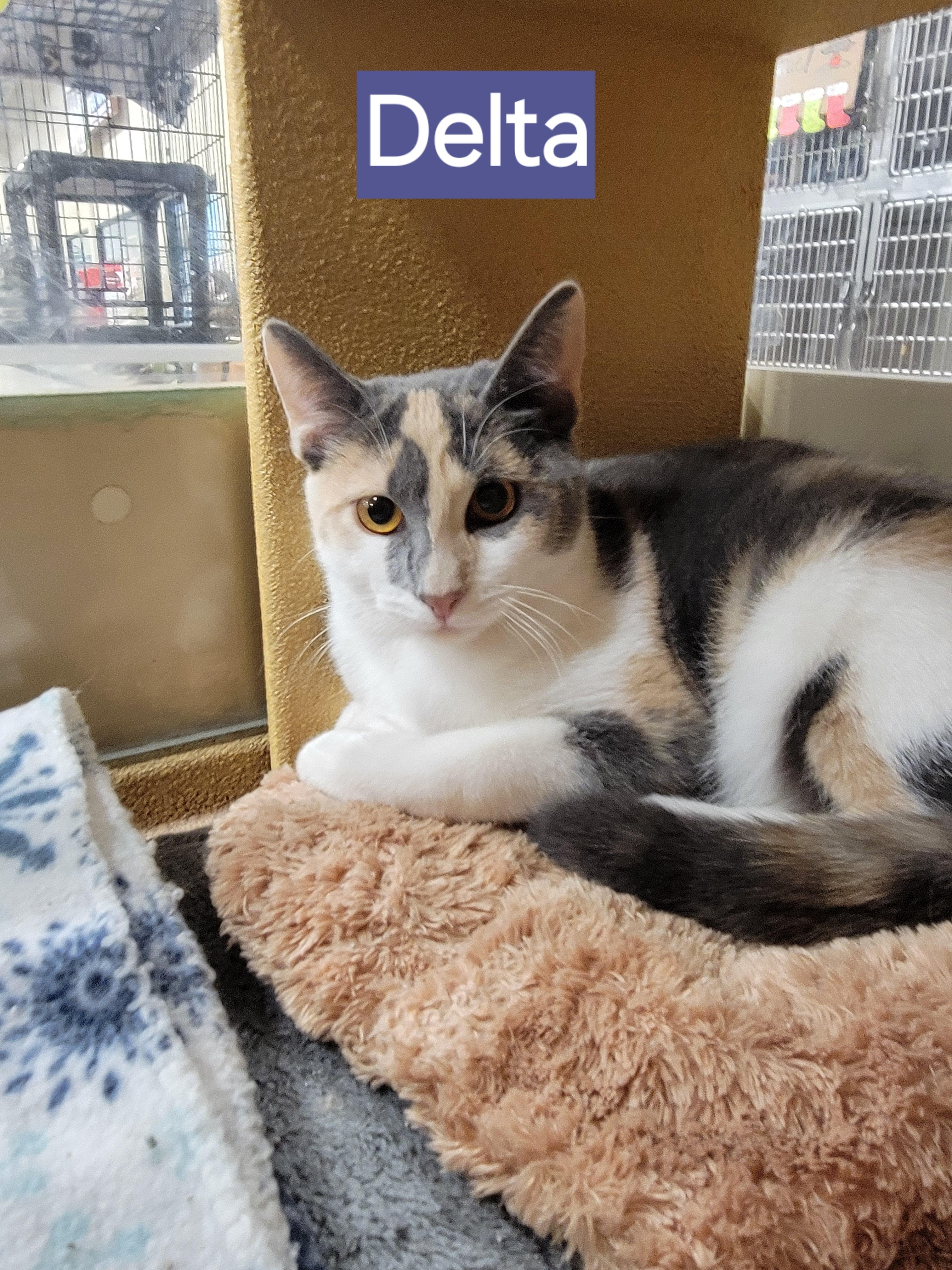Delta, an adopted Domestic Short Hair in Lancaster, PA image 1/2