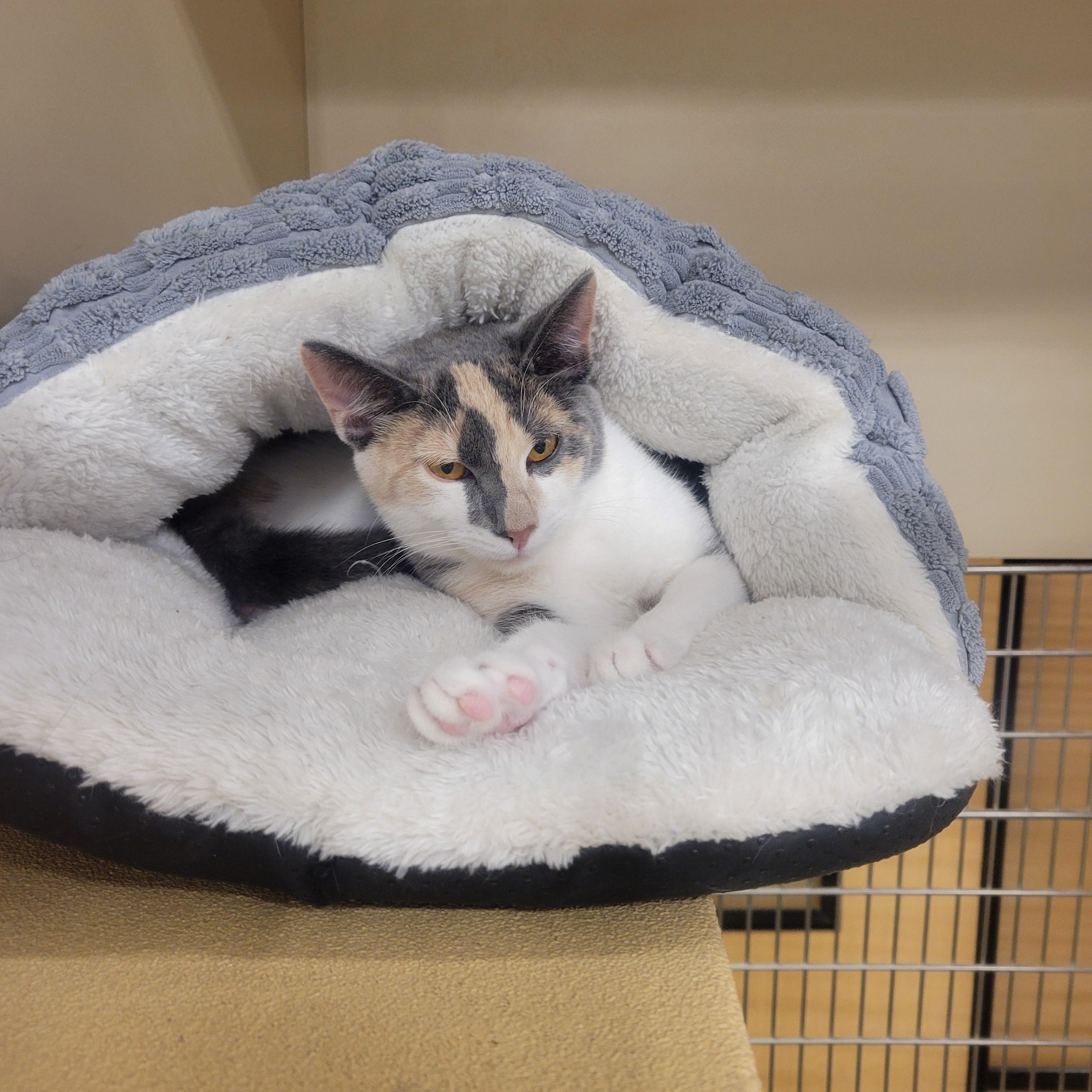 Delta, an adopted Domestic Short Hair in Lancaster, PA image 2/2
