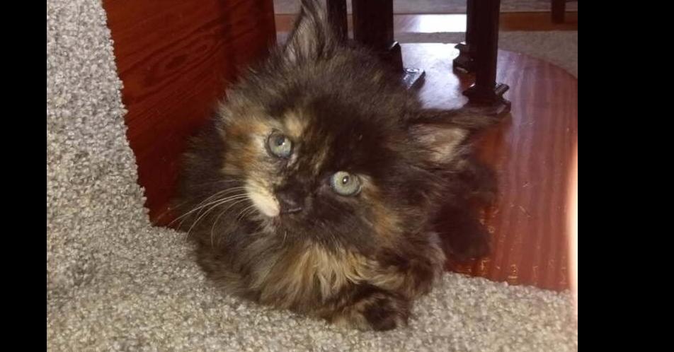 Luna, a Adoptable mixed breed in Olyphant, PA image 1/2