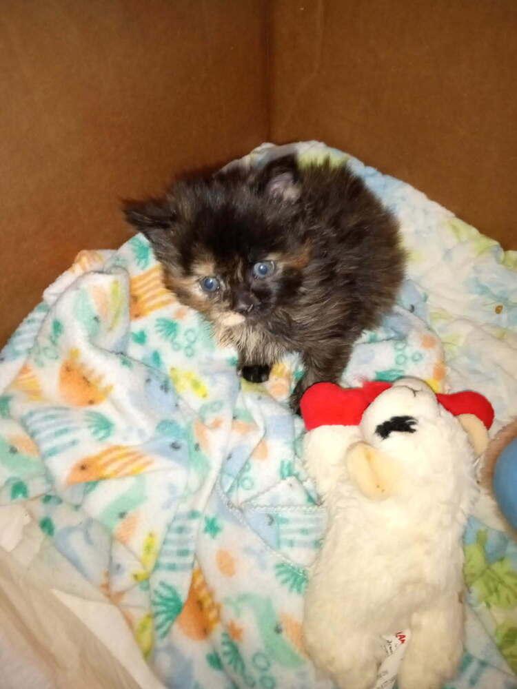 Luna, Adoptable, Kitten Female Domestic Long Hair.