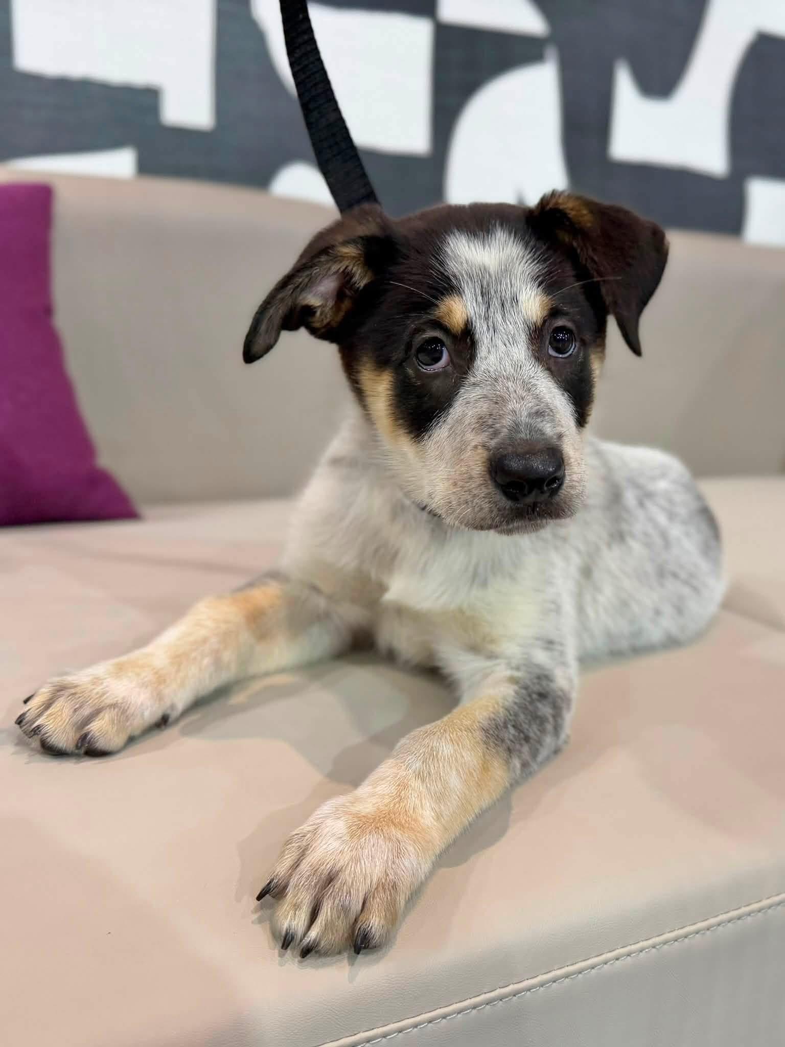 Biscuit, a ADOPTABLE mixed breed in Palm springs, FL image 3/4