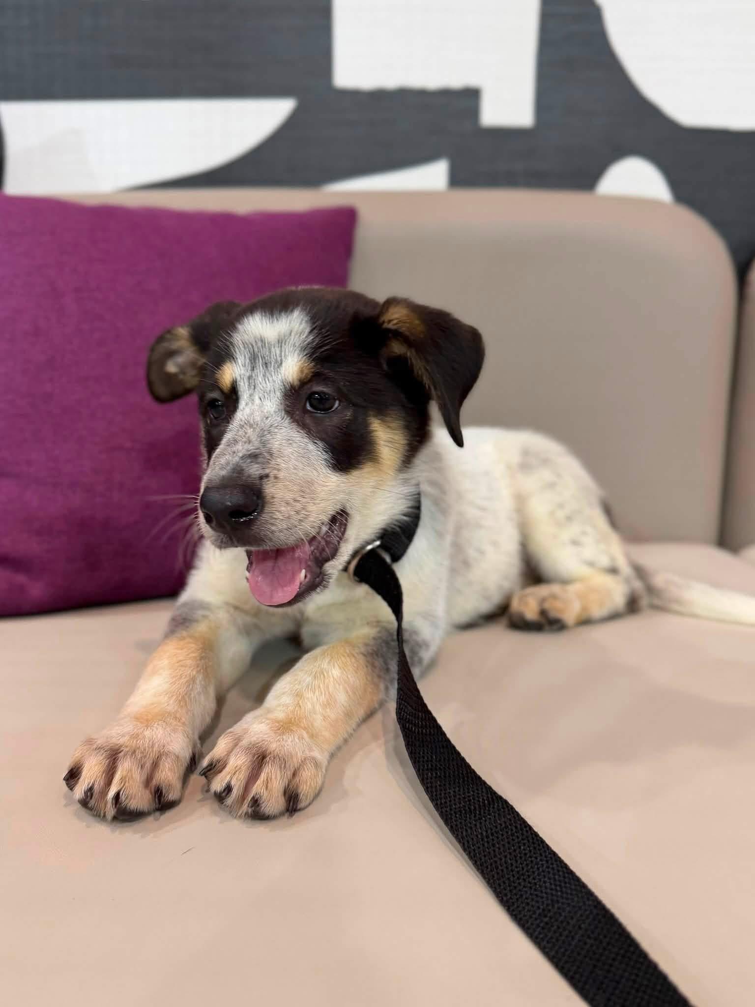Biscuit, a ADOPTABLE mixed breed in Palm springs, FL image 2/4