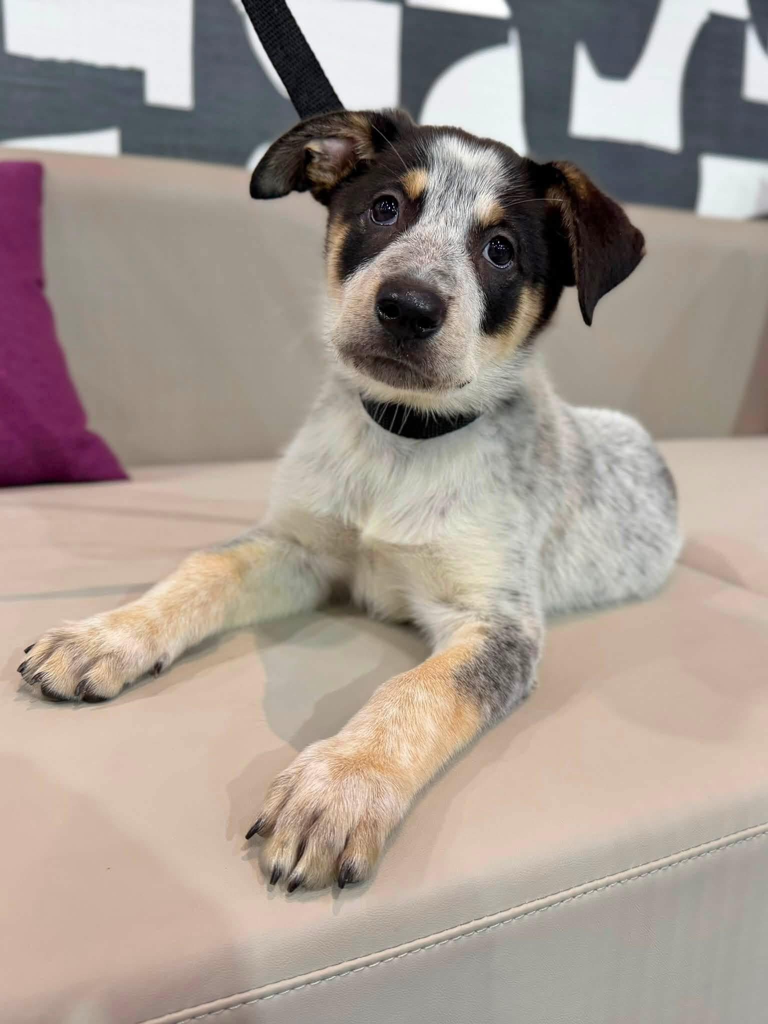 Biscuit, a ADOPTABLE mixed breed in Palm springs, FL image 4/4