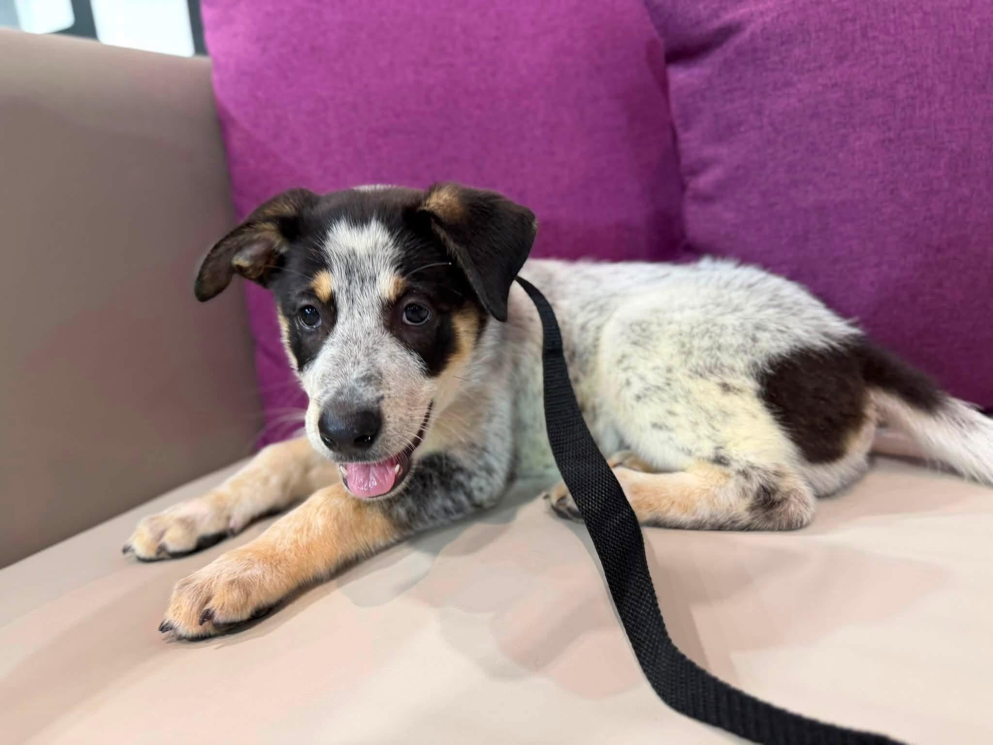 Biscuit, ADOPTABLE, Puppy Male Australian Cattle Dog / Blue Heeler.