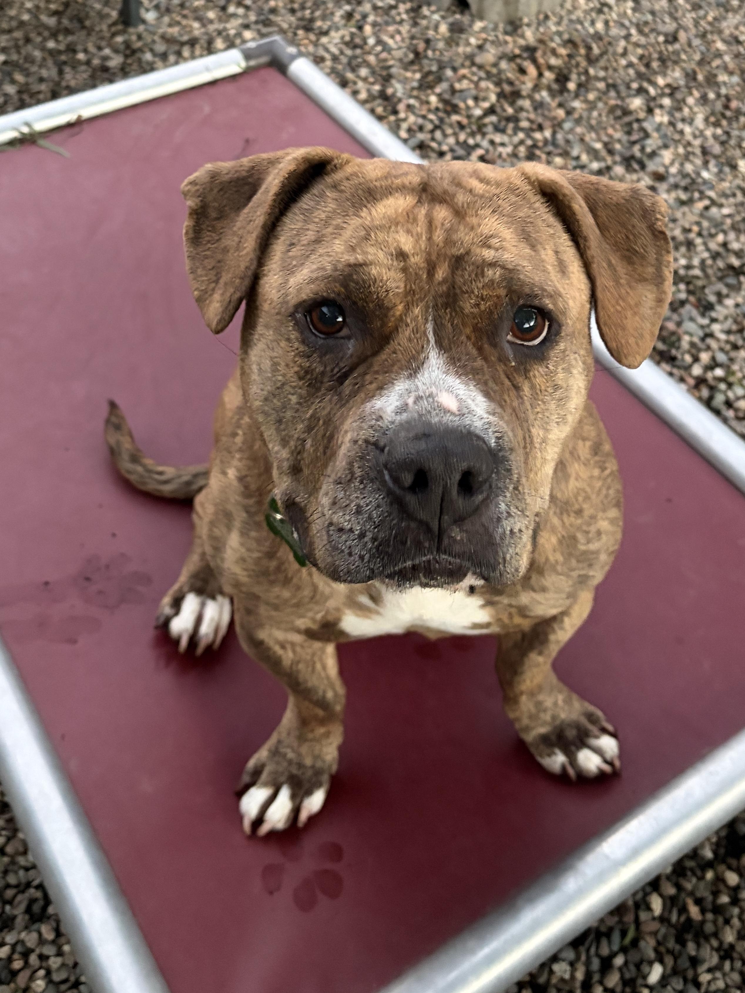 REINA, a ADOPTABLE mixed breed in Pasadena, CA image 6/6