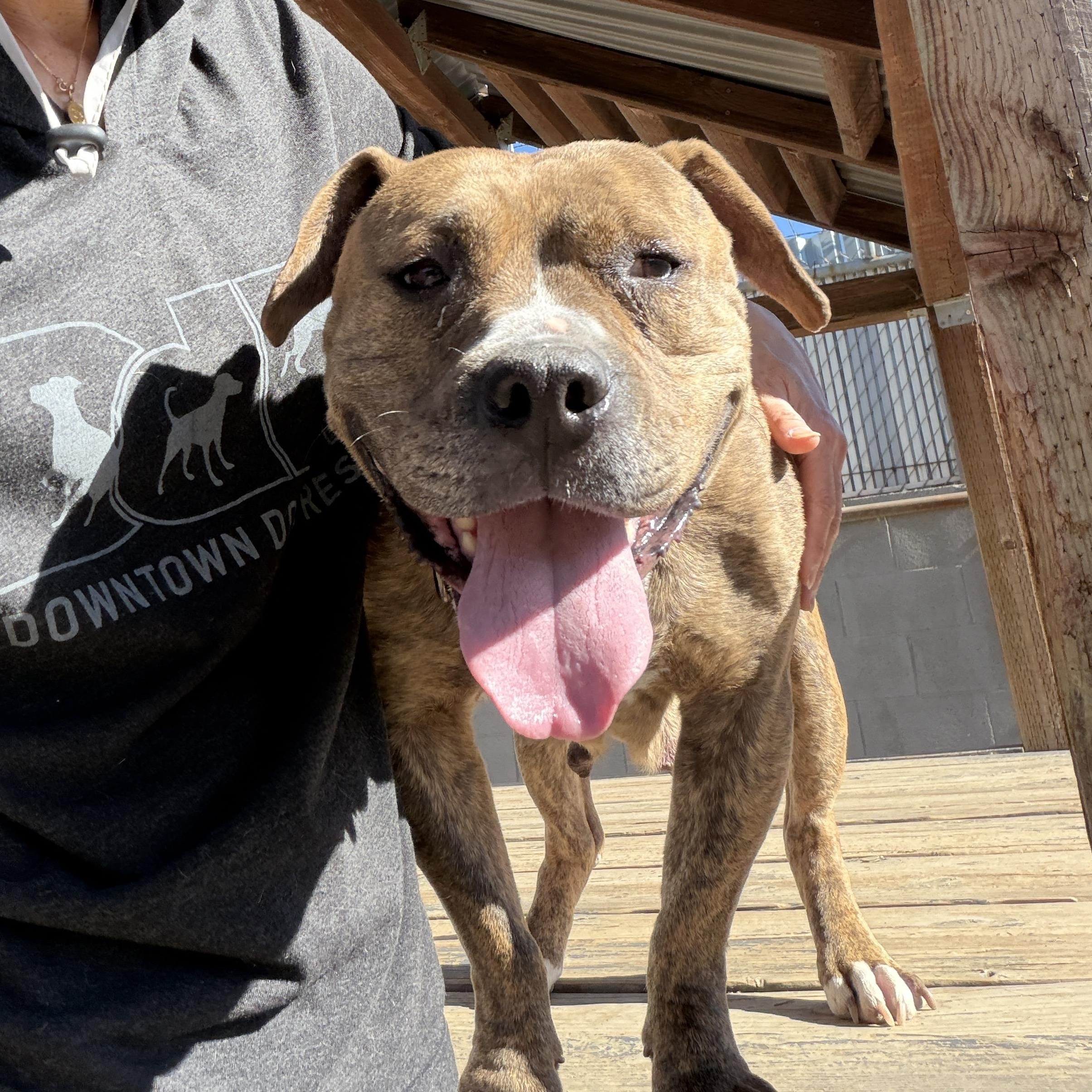 REINA, a ADOPTABLE mixed breed in Pasadena, CA image 4/6