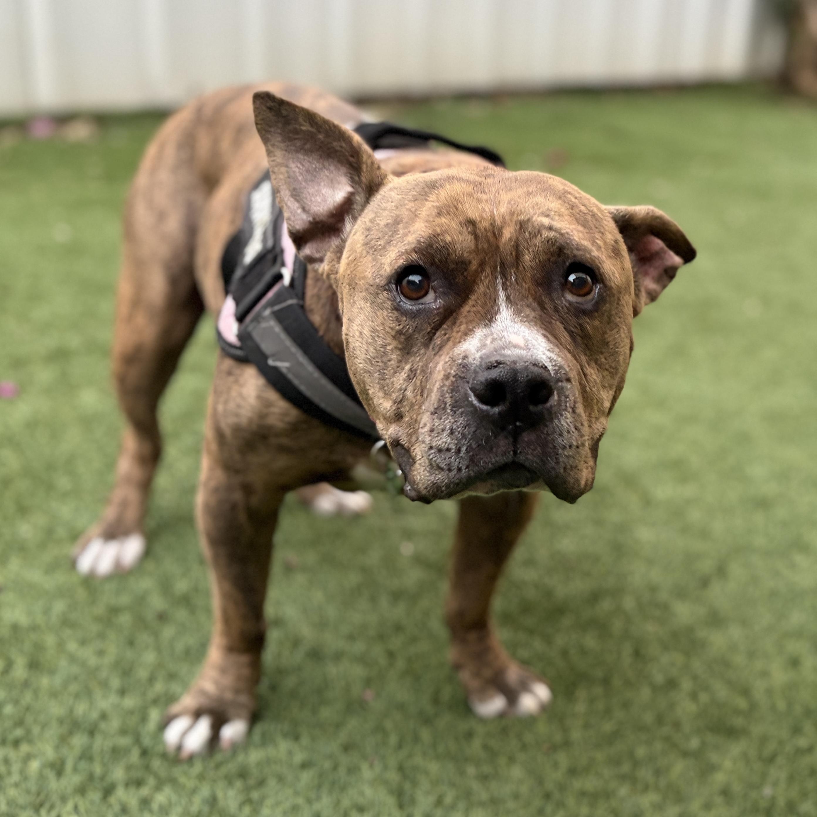 REINA, ADOPTABLE, Young Female Pit Bull Terrier & French Bulldog.