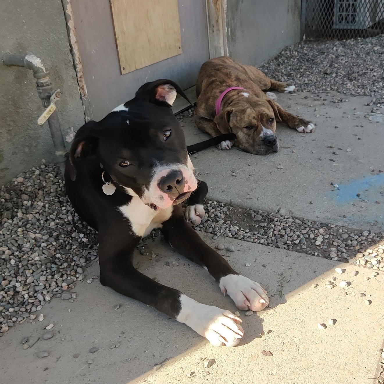 REINA, a ADOPTABLE mixed breed in Pasadena, CA image 3/6