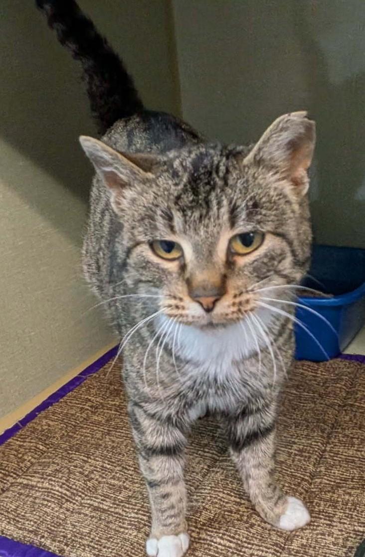 April, ADOPTABLE, Adult Female Domestic Short Hair.