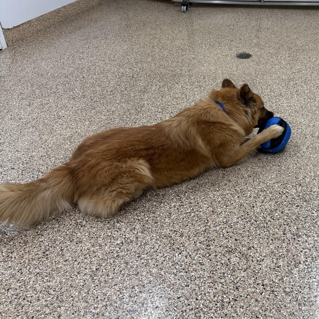 Kota, Adoptable, Adult Male German Shepherd Dog & Chow Chow.