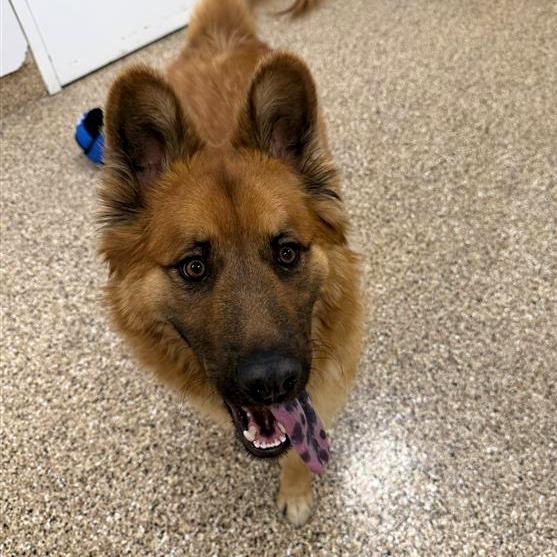Enlarge Kota, a Adoptable mixed breed in Tempe, AZ image 2/6