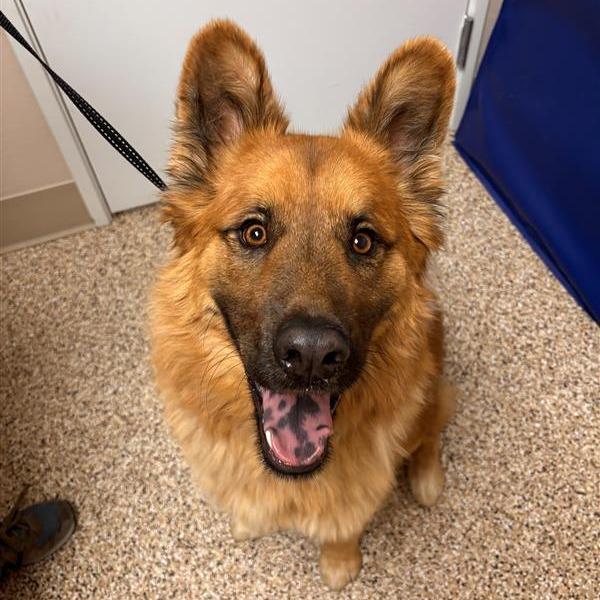 Enlarge Kota, a Adoptable mixed breed in Tempe, AZ image 3/6